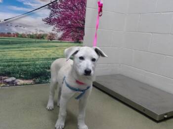 SAVE ME PLEASE Bitsey - IDA55211 -  Shepherd Dog for Adoption in San Marcos, California - SAVE ME PLEASE Bitsey - IDA55211 | PetCurious