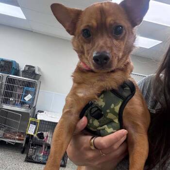 Pewe -  Mixed Breed Dog for Adoption in Fredericksburg, Virginia - Pewe | PetCurious