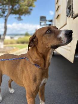 WAFFLES -  Rhodesian Ridgeback Dog for Adoption - WAFFLES | PetCurious