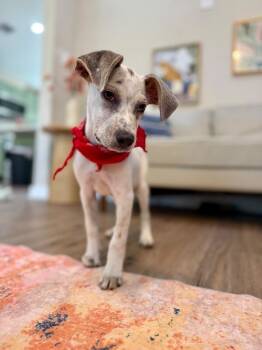 Drake Darling -  Pit Bull Terrier and Pointer Dog for Adoption in Friendswood, Texas - Drake Darling | PetCurious