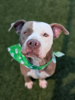 Rescue Pit Bull Terrier Dogs for Adoption in Eagle, Idaho - Willie **Courtesy Post. Out Of Town Pet. See Below For Details** | PetCurious