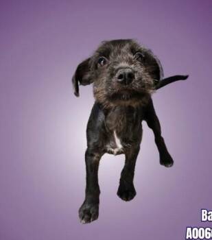 Terrier Dogs Available for Adoption in Boulder, Colorado - Batman | PetCurious