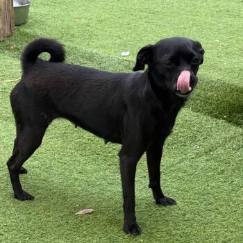 Chihuahua and Mixed Breed Dogs Available for Adoption in Loxahatchee Groves, Florida - Mia | PetCurious
