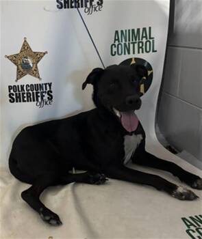 PEBBLES -  Labrador Retriever and Mixed Breed Dog for Adoption in Winter Haven, Florida - PEBBLES | PetCurious