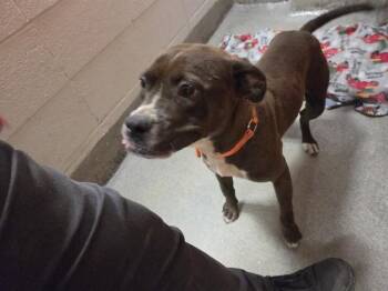 Boxer and Pit Bull Terrier Dogs Available for Adoption - JUDY BLUES | PetCurious