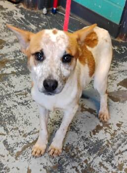 Australian Cattle Dog Blue Heeler Dogs Available for Adoption in New Lexington, Ohio - Simon #99 | PetCurious