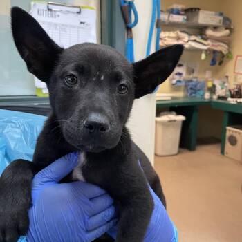 Kanga -  Shepherd and Mixed Breed Dog for Adoption in Pasadena, California - Kanga | PetCurious