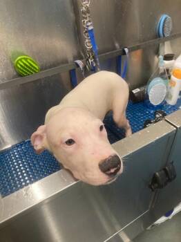 CANNOLI -  Pit Bull Terrier and Mixed Breed Dog for Adoption in Baytown, Texas - CANNOLI | PetCurious