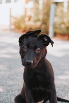 Rescue Shepherd and Mixed Breed Dogs for Adoption in North Charleston, South Carolina - 89426a Lovey | PetCurious