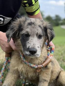 Twister -  Labrador Retriever and Australian Shepherd Dog for Adoption in Watertown, Connecticut - Twister | PetCurious