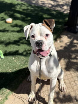 Rescue Boxer Dogs for Adoption in Woodinville, Washington - Theo | PetCurious