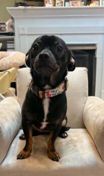 Luna -  Chihuahua and Dachshund Dog for Adoption in West Peoria, Illinois - Luna | PetCurious
