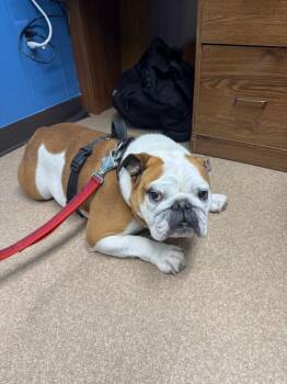 Winston -  English Bulldog Dog for Adoption - Winston | PetCurious