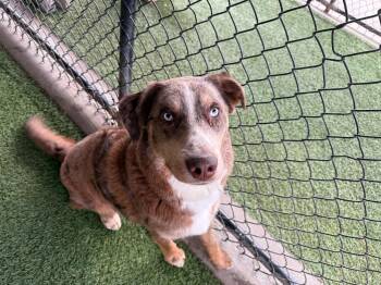 Rescue Australian Shepherd Dogs for Adoption in Richmond, Kentucky - Rupp | PetCurious