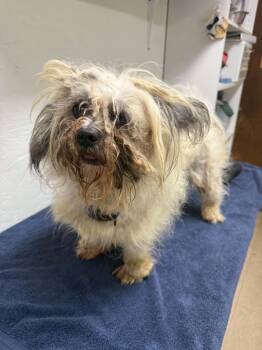 Mickey-Foster Home Needed -  Shih Tzu Dog for Adoption in Hartland, Wisconsin - Mickey-Foster Home Needed | PetCurious