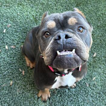 Fancy A5778600 -  English Bulldog Dog for Adoption in Los Angeles, California - Fancy A5778600 | PetCurious