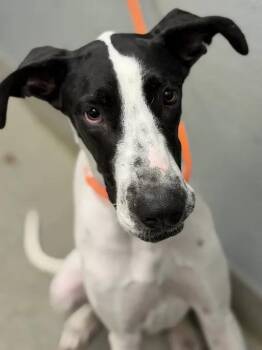 ANA BANANA -  Great Dane Dog for Adoption in Las Vegas, Nevada - ANA BANANA | PetCurious