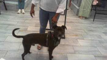 Pit Bull Terrier Dogs Available for Adoption in Charlotte, North Carolina - SHADOW | PetCurious