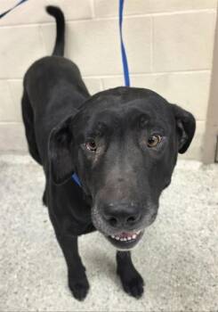 BUDDY -  Labrador Retriever and Mixed Breed Dog for Adoption in Conroe, Texas - BUDDY | PetCurious