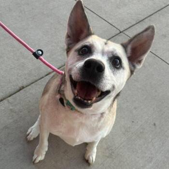 Feta -  Husky and Anatolian Shepherd Dog for Adoption in Plainfield, Illinois - Feta | PetCurious