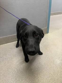 Labrador Retriever Dogs Available for Adoption - SONNY ANGEL | PetCurious