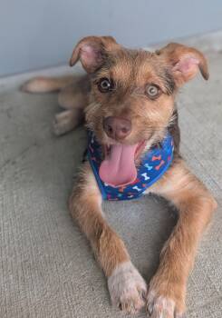 Brave -  Wirehaired Terrier Dog for Adoption in Baton Rouge, Louisiana - Brave | PetCurious