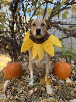 Labrador Retriever and Pit Bull Terrier Dogs Available for Adoption in Millcreek, Utah - Sadie | PetCurious