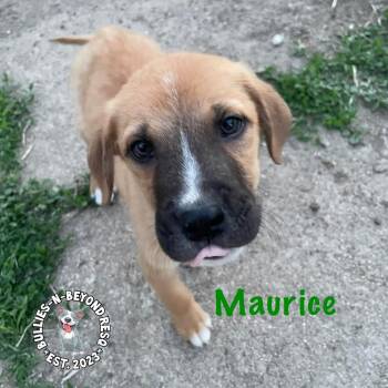 Mixed Breed Dogs Available for Adoption in Omaha, Nebraska - The M Litter: Maurice | PetCurious