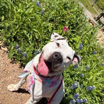 Pit Bull Terrier and American Staffordshire Terrier Dogs Available for Adoption in Friendswood, Texas - Cassie Spotted Sweetness | PetCurious