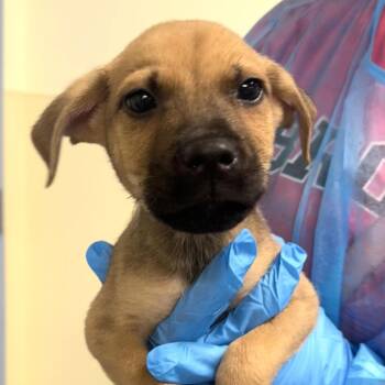Tanner 2.0 -  Mixed Breed Dog for Adoption in Briarcliff Manor, New York - Tanner 2.0 | PetCurious