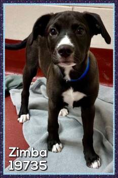 ZIMBA -  Black Labrador Retriever Dog for Adoption in Marietta, Georgia - ZIMBA | PetCurious