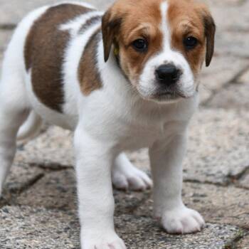 Bandit -  Mixed Breed Dog Available for Adoption in Columbus, North Carolina - Bandit | PetCurious