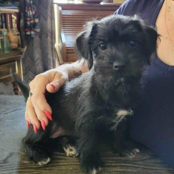 Twix COMING SOON -  Yorkshire Terrier and Terrier Dog for Adoption in Loves Park, Illinois - Twix COMING SOON | PetCurious