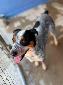 Nolin -  Mixed Breed Dog for Adoption in Leitchfield, Kentucky - Nolin | PetCurious