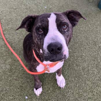 Pit Bull Terrier Dogs Available for Adoption - Meemaw | PetCurious