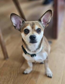 Chihuahua Dogs Available for Adoption - Max | PetCurious