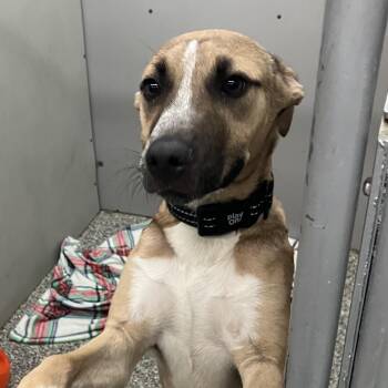 Aion -  Shepherd Dog for Adoption in Parma, Ohio - Aion | PetCurious
