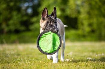 Rescue German Shepherd Dog and Akita Dogs for Adoption in Seattle, Washington - Lorelei | PetCurious