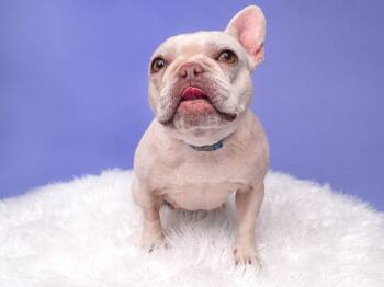 Whisper -  French Bulldog Dog for Adoption in Palo Alto, California - Whisper | PetCurious