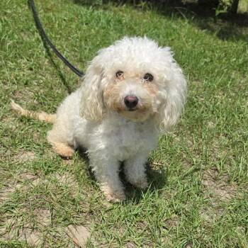 Rumi -  Miniature Poodle Dog for Adoption in Foley, Alabama - Rumi | PetCurious