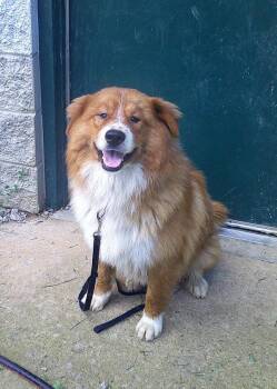 FRED -  Chow Chow Dog for Adoption in Pegram, Tennessee - FRED | PetCurious