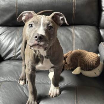 Pit Bull Terrier Dogs Available for Adoption - Rosita - Sesame Street Litter - AVAILABLE | PetCurious