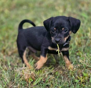 Chihuahua Dogs Available for Adoption in Penryn, California - Robin | PetCurious