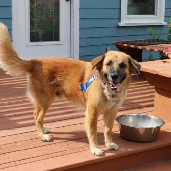 Odie - The Love Bug -  Golden Retriever and Black Mouth Cur Dog for Adoption in Corpus Christi, Texas - Odie - The Love Bug | PetCurious