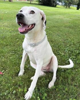Cricket -  Labrador Retriever Dog for Adoption in Lewisville, Indiana - Cricket | PetCurious
