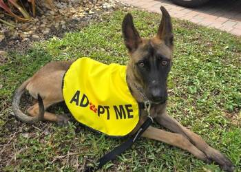 LAVENDER -  Belgian Shepherd Malinois Dog for Adoption in Fort Lauderdale, Florida - LAVENDER | PetCurious