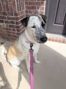 Delilah -  Anatolian Shepherd and Australian Cattle Dog Blue Heeler Dog for Adoption in Austin, Texas - Delilah | PetCurious