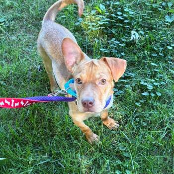 Angelina -  Mixed Breed Dog for Adoption in Wantagh, New York - Angelina | PetCurious