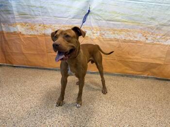 BRODY -  American Bulldog and Mixed Breed Dog for Adoption in Doral, Florida - BRODY | PetCurious