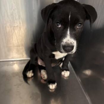 Mocha -  Mixed Breed Dog for Adoption in Memphis, Tennessee - Mocha | PetCurious